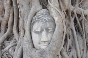 Buddhakopf im Baum, Wat Phra Mahathat, Ayutthaya