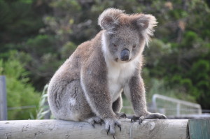 Koala in freier Wildbahn