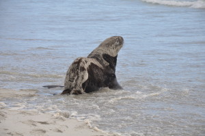 Seelöwe, Otago Peninsula