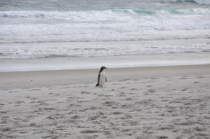 Pinguin, Otago Peninsula