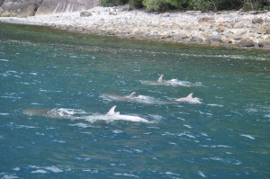 Delphine, Milford Sound