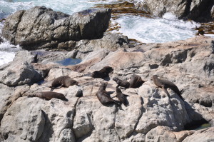 Robben bei Kaikoura