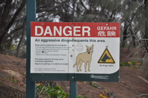 Dingos lauern an allen Ecken auf Fraser Island