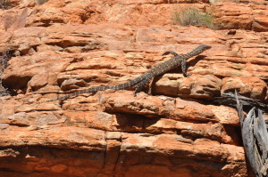 Lizard im Kings Canyon