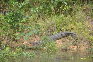 Gefahren im Regenwald, Cape Tribulation: Krokodil am Daintree River