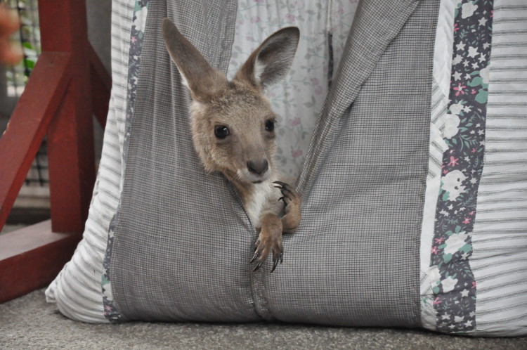 Känguru Baby im Sanctuary in Agnes Water