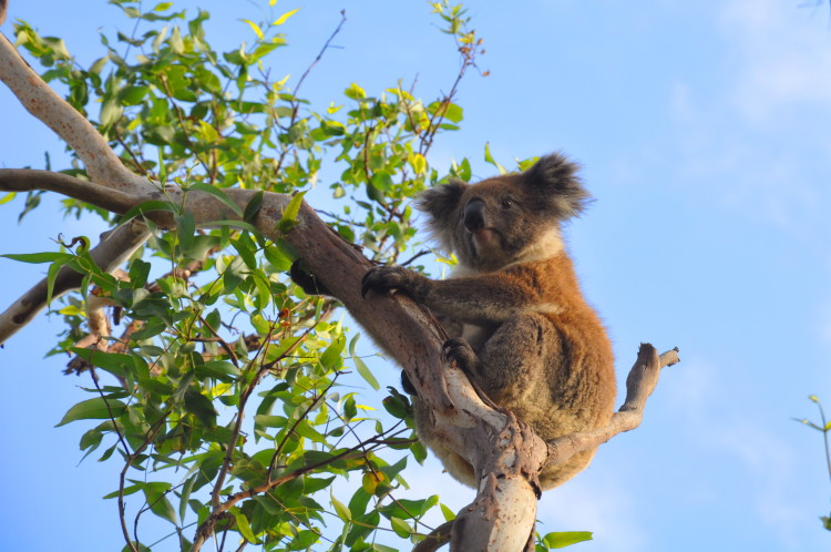 Australiens Tierwelt: Wilder Koala, Great Ocean Road
