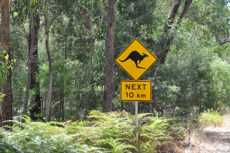 Kängurus auf der Australien Reise