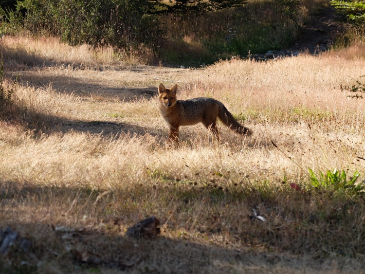 Fuchs beim Refugio Torre Central