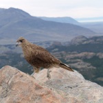 Gieriger Raubvogel am Fitz Roy