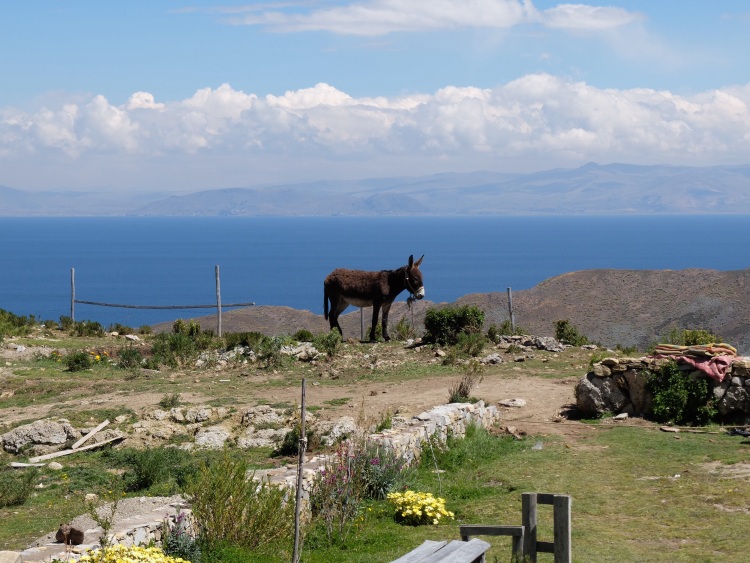 Esel als Lastentiere auf der autofreien Isla del Sol